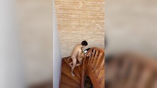 Video Fernanda Campos dando a buceta de quatro nas escada